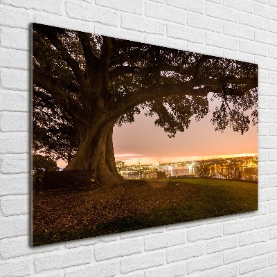 Foto glasbild Alter Baum