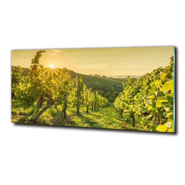 Foto glasbild Weinberg