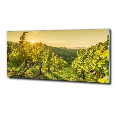 Foto glasbild Weinberg