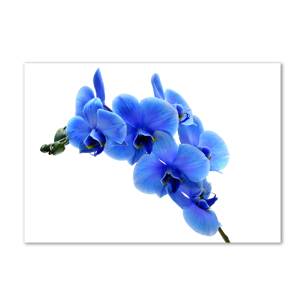 Foto glasbild Blaue Orchidee