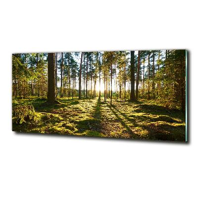 Foto glasbild Kiefernwald