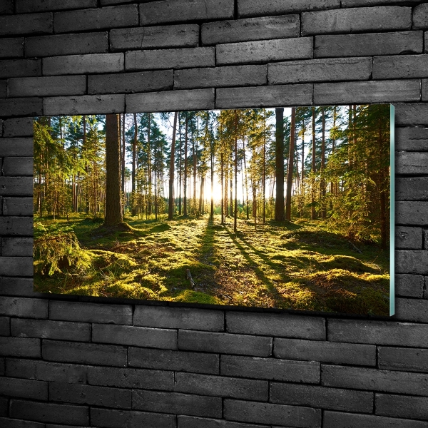 Foto glasbild Kiefernwald