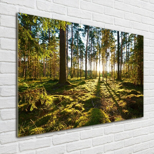 Foto glasbild Kiefernwald