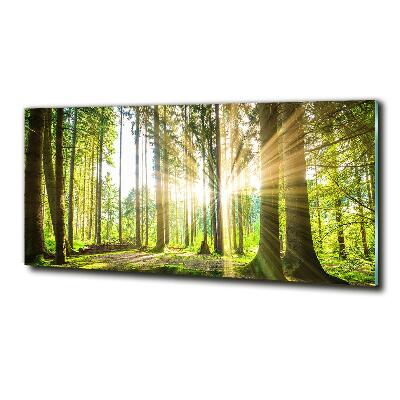 Bild auf glas Wald in der Sonne