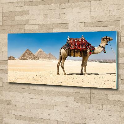 Bild auf glas Kamel in Kairo