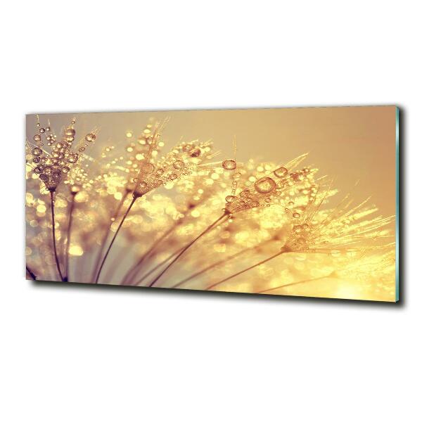 Glasbild Löwenzahnsamen