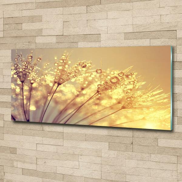 Glasbild Löwenzahnsamen