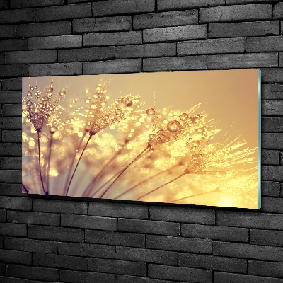 Glasbild Löwenzahnsamen