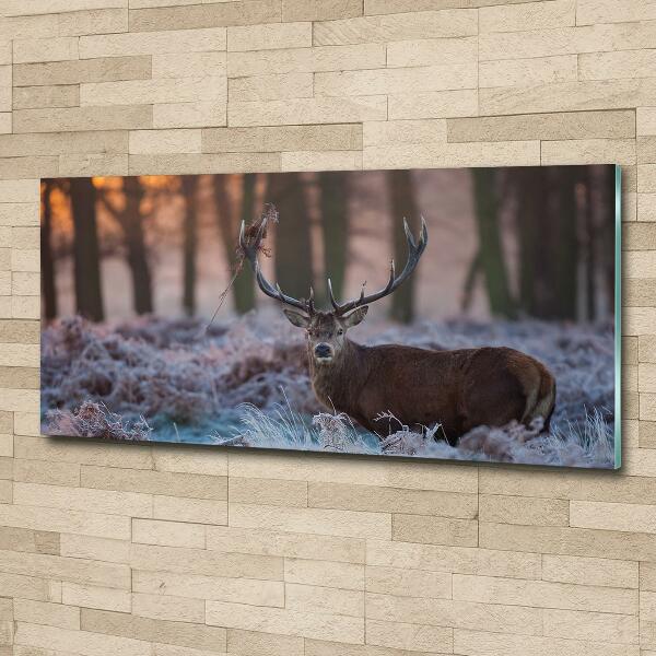 Bild auf glas Hirsche bei Sonnenaufgang