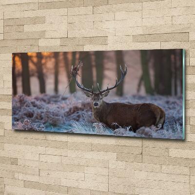 Bild auf glas Hirsche bei Sonnenaufgang