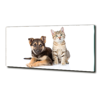 Foto glasbild Hund und Katze
