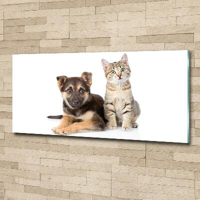 Foto glasbild Hund und Katze