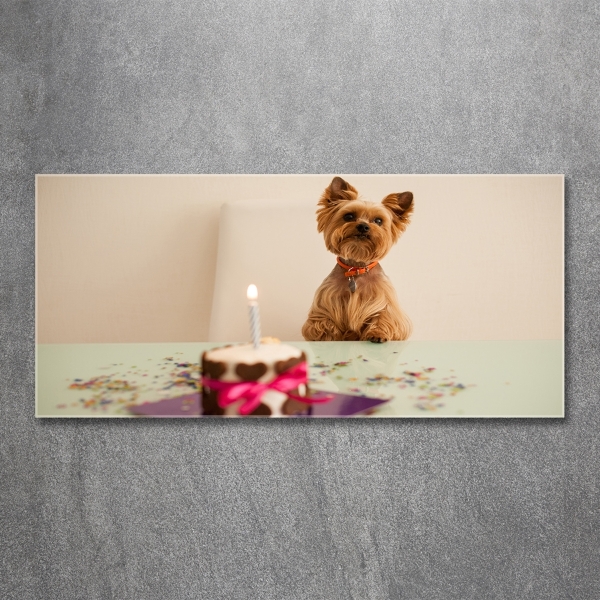 Bild auf glas Hund mit Kuchen