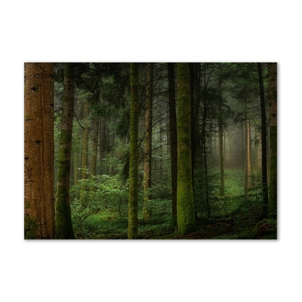 Glasbild Nebel im Wald