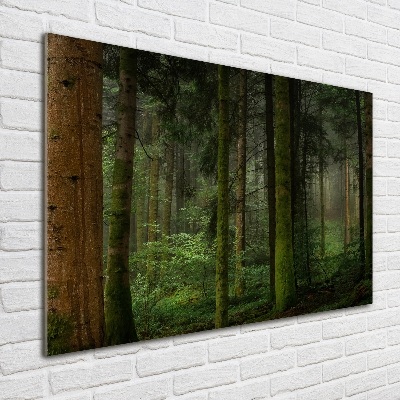 Glasbild Nebel im Wald