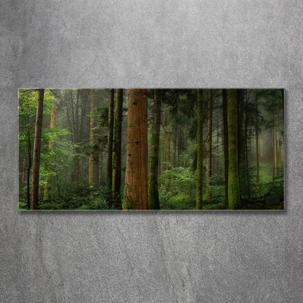 Glasbild Nebel im Wald