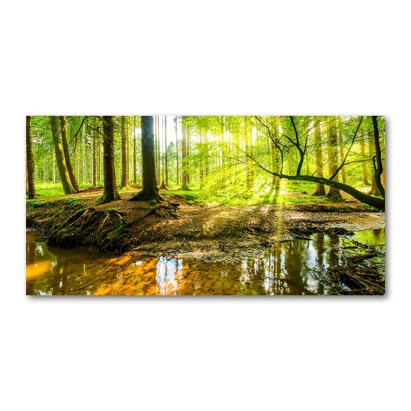 Glasbild Ein Teich im Wald
