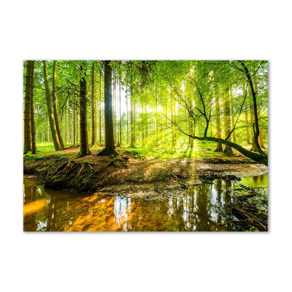 Glasbild Ein Teich im Wald