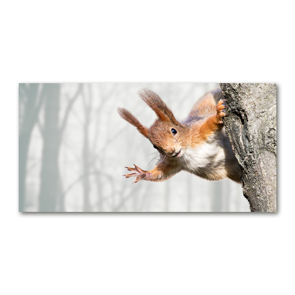 Bild auf glas Eichhörnchen