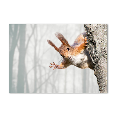 Bild auf glas Eichhörnchen
