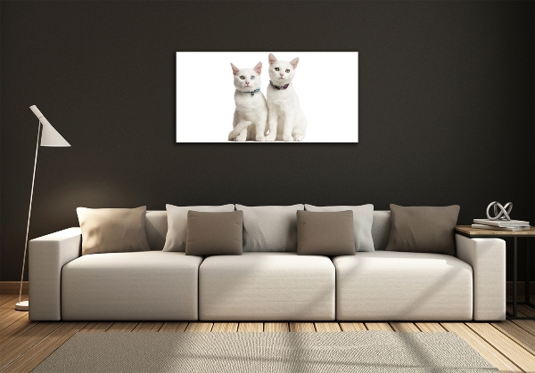 Foto glasbild Weiße Katzen