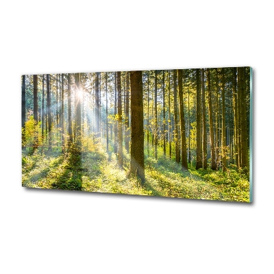 Bild auf glas Wald in der Sonne