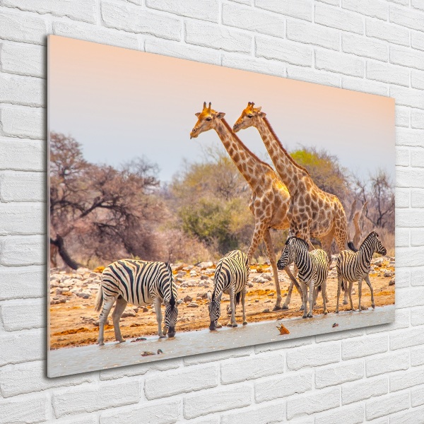Glasbild Giraffen und Zebras