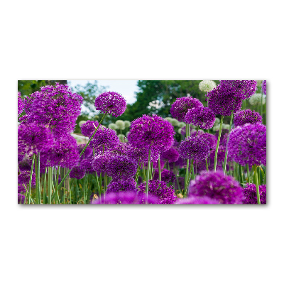 Glasbild Knoblauchblüten