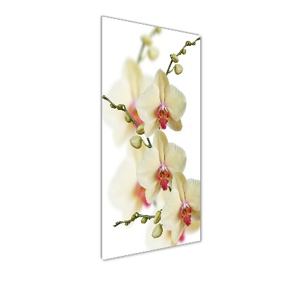 Glasbild vertikales Orchidee