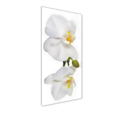 Bild aus glas vertikales Weiße Orchidee