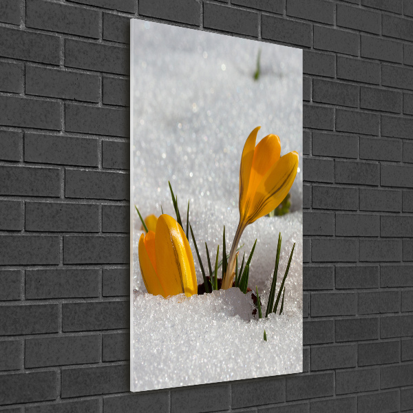 Glasbild vertikales Gelbe Krokusse