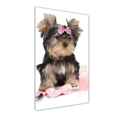 Glasbild vertikales Yorkshire Kosmetik