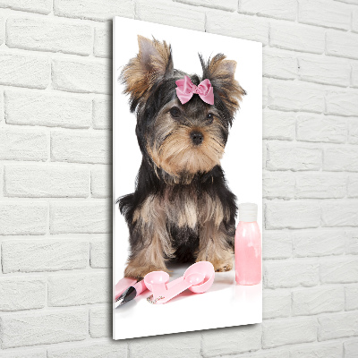 Glasbild vertikales Yorkshire Kosmetik