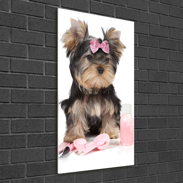 Glasbild vertikales Yorkshire Kosmetik