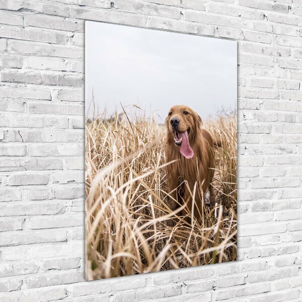Foto auf glas vertikales Golden Retriever