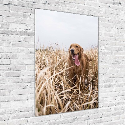 Foto auf glas vertikales Golden Retriever