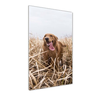 Foto auf glas vertikales Golden Retriever