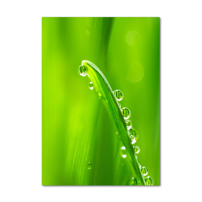 Foto auf glas vertikales Grashalme