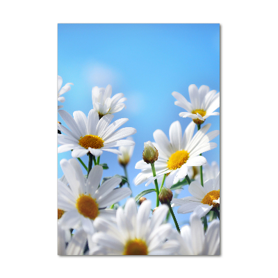 Bild aus glas vertikales Gänseblümchen