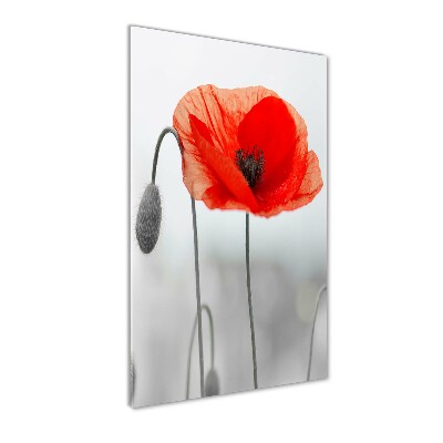 Bild aus glas vertikales Feldmohn