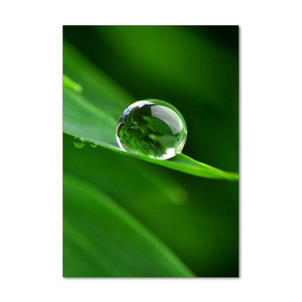 Bild aus glas vertikales Ein Grashalm