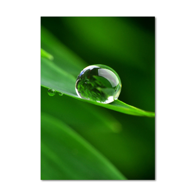 Bild aus glas vertikales Ein Grashalm