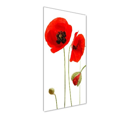 Foto auf glas vertikales Feldmohn