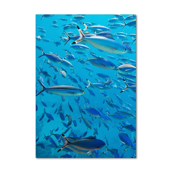 Glasbild vertikales Korallenfische