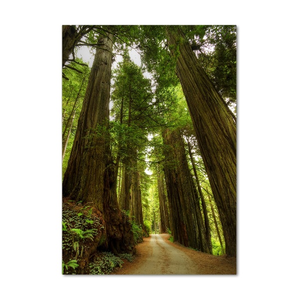 Glasbild vertikales Pfad im Wald