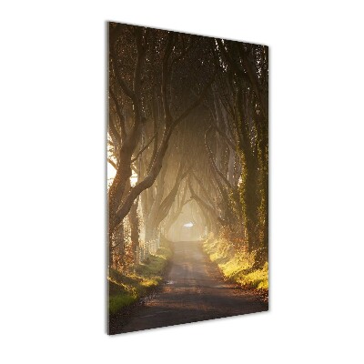 Glasbild vertikales Pfad im Wald