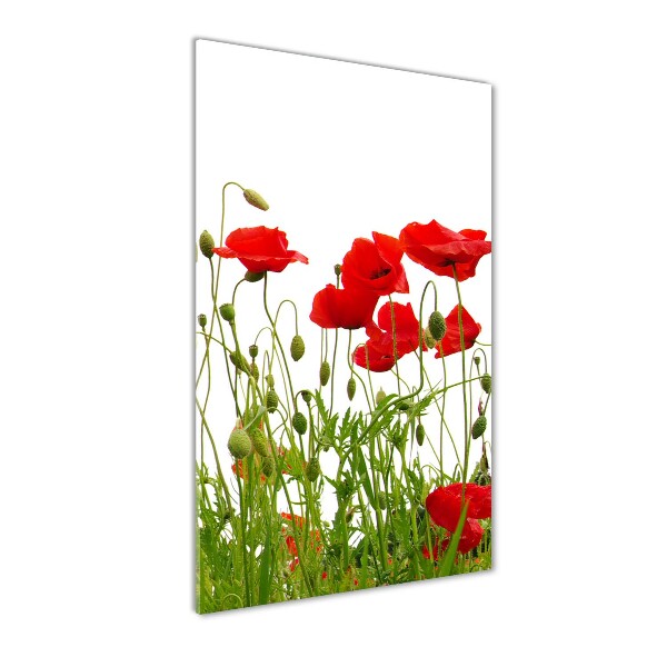 Glasbild vertikales Feldmohn