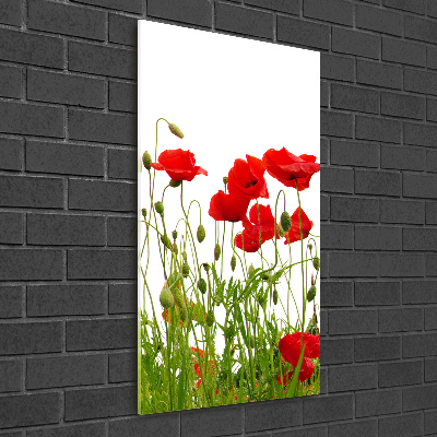 Glasbild vertikales Feldmohn