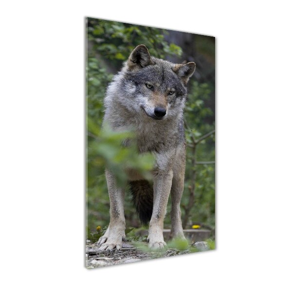 Bild aus glas vertikales Wolf im Wald