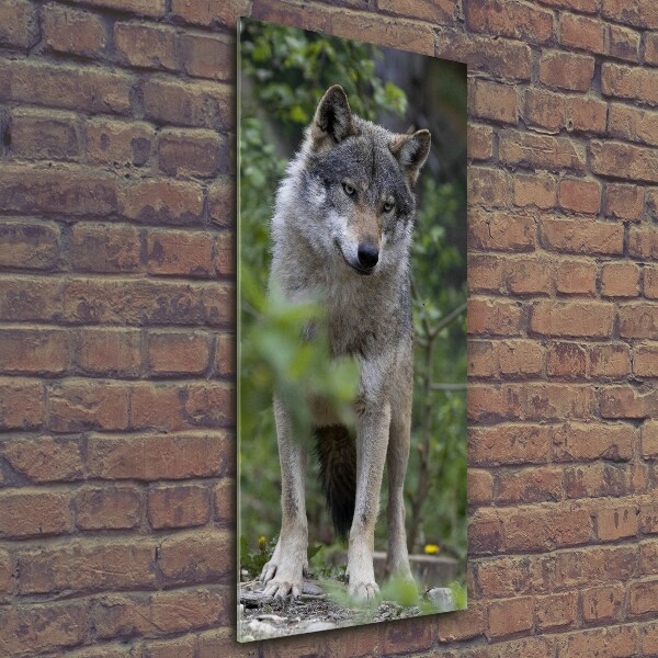 Bild aus glas vertikales Wolf im Wald